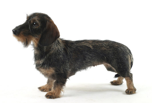 photo chien